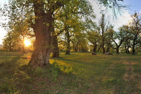 Fairy tale 200-400 years old oaks