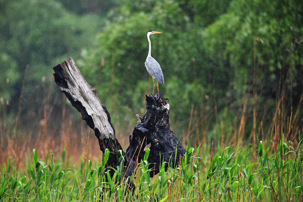 Day 3: Explore Danube wilderness