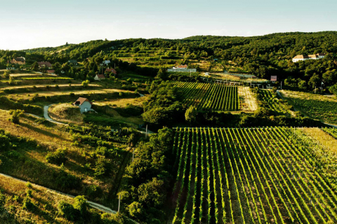 Small-Carpathian-wine-tour-near-Bratislava-TRIP-IN-SLOVAKIA